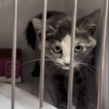 Domestic Short Hair Cats Available for Adoption in Branson, Missouri - Nicki Meownaj | PetCurious