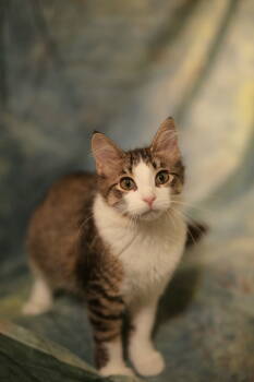 Cats for Adoption - Biddix (FeLV+) | PetCurious