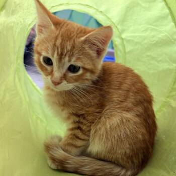 Dr Pepper -  Domestic Short Hair Cat for Adoption in Wickenburg, Arizona - Dr Pepper | PetCurious