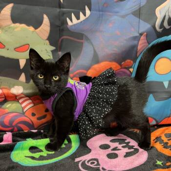 Spirit -  Domestic Short Hair Cat for Adoption in Fairmont, Minnesota - Spirit | PetCurious