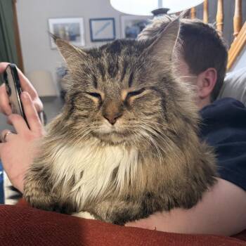 Domestic Long Hair Cats Available for Adoption - Jim Bo | PetCurious