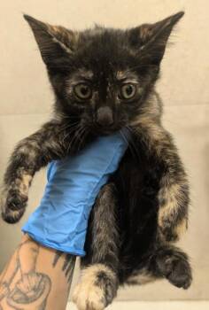 Rescue Domestic Medium Hair and Domestic Short Hair Cats for Adoption in Honolulu, Hawaii - 59741662 | PetCurious