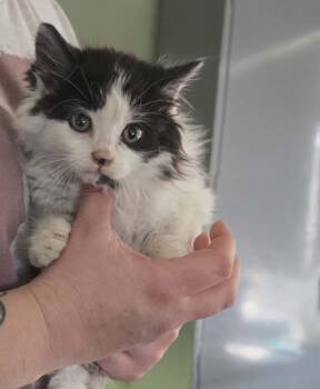 Domestic Long Hair Cats Available for Adoption - Sissy | PetCurious