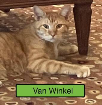 Van Winkle -  Domestic Short Hair Cat for Adoption in Zimmerman, Minnesota - Van Winkle | PetCurious