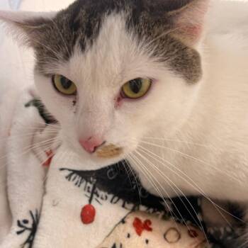 Domestic Short Hair Cats Available for Adoption in Evansville, Indiana - Bandit | PetCurious