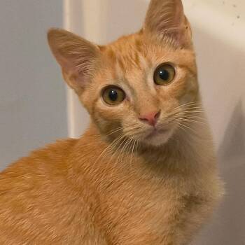Book -  Domestic Short Hair Cat for Adoption in Sequatchie, Tennessee - Book | PetCurious