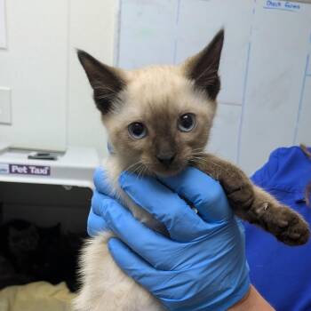 Dublin -  Siamese Cat for Adoption in Harrisonburg, Virginia - Dublin | PetCurious