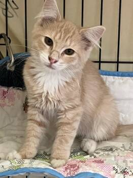 Triton -  Domestic Short Hair Cat for Adoption in Lunenburg, Massachusetts - Triton | PetCurious