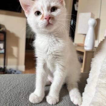 Rikki -  Domestic Short Hair Cat for Adoption in Denver, Colorado - Rikki | PetCurious
