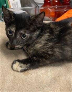 MAY -  Domestic Short Hair Cat for Adoption in Baytown, Texas - MAY | PetCurious