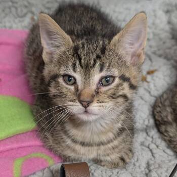 Kendall -  Domestic Short Hair Cat for Adoption in Cape Girardeau, Missouri - Kendall | PetCurious
