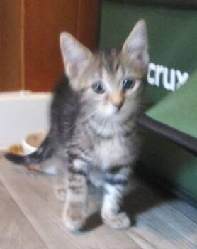 JAVA -  Tiger and Tabby Cat for Adoption in Troutman, North Carolina - JAVA | PetCurious
