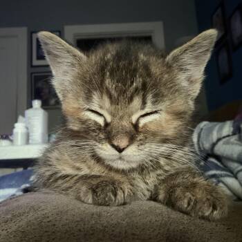 Mulan -  Domestic Medium Hair Cat Available for Adoption in Lumberton, North Carolina - Mulan | PetCurious