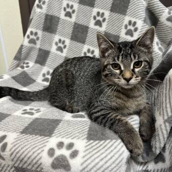 Rescue Domestic Short Hair Cats for Adoption in Fairmont, Minnesota - Taboo | PetCurious