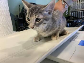 BLANCHE -  Domestic Short Hair Cat for Adoption in Grand Prairie, Texas - BLANCHE | PetCurious