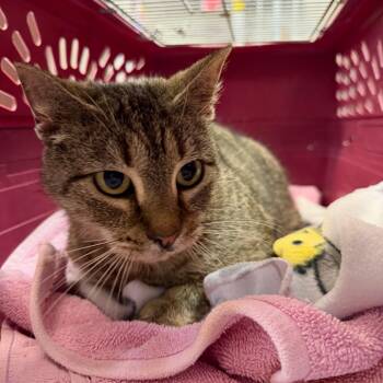 Domestic Short Hair Cats Available for Adoption in Gainesville, Florida - Sparrow | PetCurious