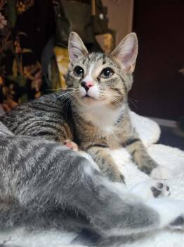 Magnolia -  Tabby Cat for Adoption in Charlotte, North Carolina - Magnolia | PetCurious