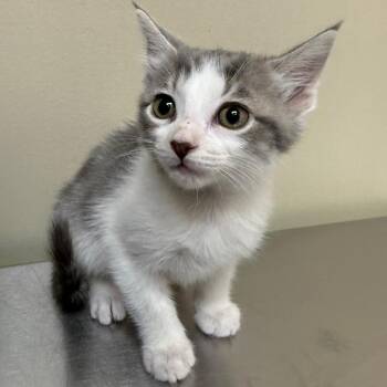 Flint -  Domestic Short Hair Cat for Adoption in Birmingham, Alabama - Flint | PetCurious