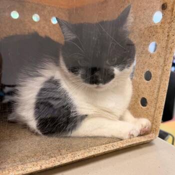 Paris -  Domestic Short Hair Cat for Adoption in Philadelphia, Pennsylvania - Paris | PetCurious