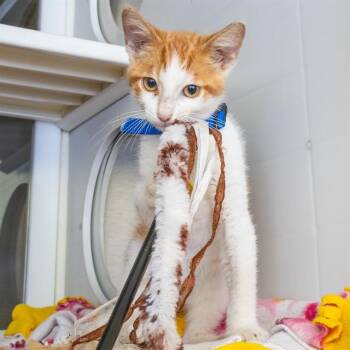 JIMOTHY -  Domestic Short Hair Cat for Adoption in St. Louis, Missouri - JIMOTHY | PetCurious