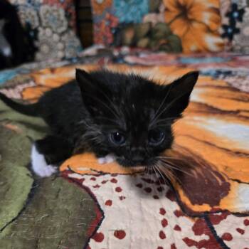 Mister Moo -  Domestic Short Hair Cat for Adoption in Conway, Arkansas - Mister Moo | PetCurious