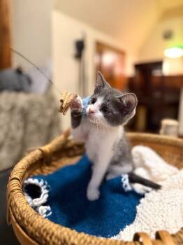 Petunia Lumberton -  Tuxedo and Domestic Short Hair Cat for Adoption in Friendswood, Texas - Petunia Lumberton | PetCurious