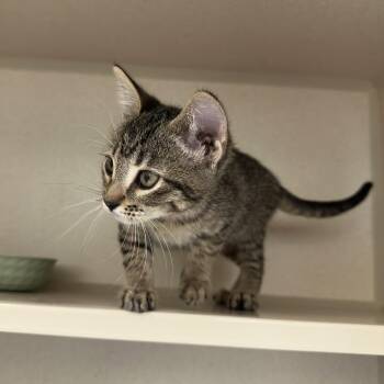 Zoey -  Domestic Short Hair Cat for Adoption in Durango, Colorado - Zoey | PetCurious