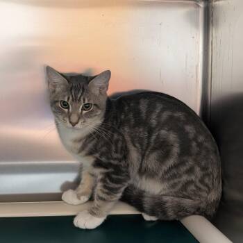 Jetter -  Domestic Short Hair Cat for Adoption in St. Augustine, Florida - Jetter | PetCurious