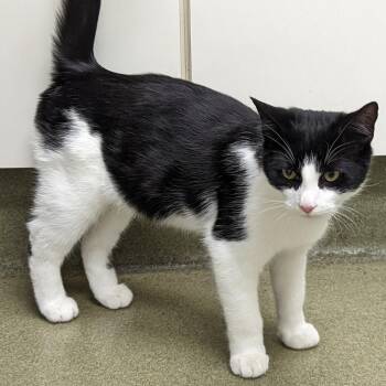 MooShoo -  Domestic Short Hair Cat for Adoption in Harrisonburg, Virginia - MooShoo | PetCurious