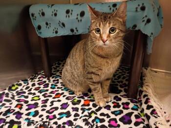 Domestic Short Hair Cats Available for Adoption - Periwinkle | PetCurious