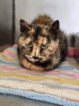 Domestic Short Hair Cats Available for Adoption in Pine Grove, Pennsylvania - Mascato | PetCurious