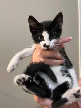 Jasper -  Domestic Short Hair Cat for Adoption in Enfield, Connecticut - Jasper | PetCurious