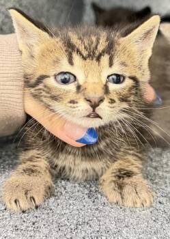 Stargazer -  Domestic Short Hair Cat for Adoption in Daytona Beach, Florida - Stargazer | PetCurious