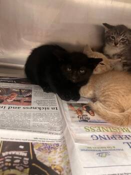 Rescue Domestic Short Hair Cats for Adoption in Hopkinsville, Kentucky - Dorito | PetCurious