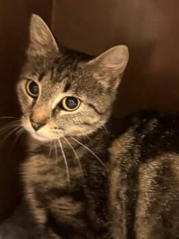 Leslie $25 @ Petsmart -  Domestic Short Hair Cat for Adoption in Seneca, South Carolina - Leslie $25 @ Petsmart | PetCurious