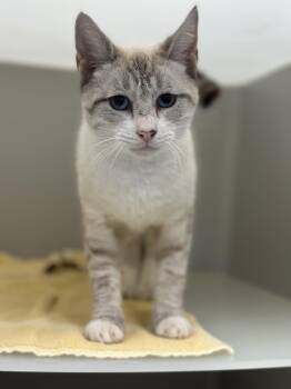 Tundra -  Domestic Short Hair Cat for Adoption in Stafford, Virginia - Tundra | PetCurious