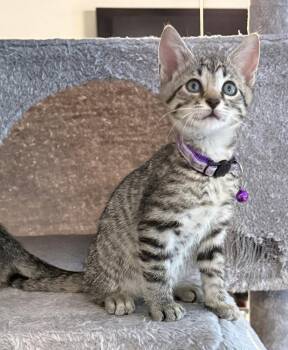 Sweetie Pie -  Domestic Short Hair Cat for Adoption in Bossier City, Louisiana - Sweetie Pie | PetCurious
