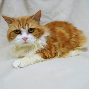 Manx Cats Available for Adoption in Versailles, Kentucky - Benji | PetCurious