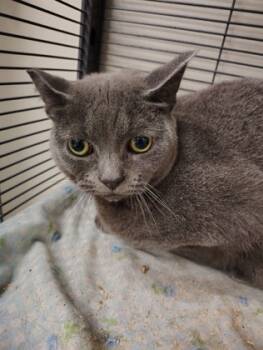 Rescue Domestic Short Hair Cats for Adoption - KIMMI (Formerly Kruella) -Barn Cat OF99 | PetCurious