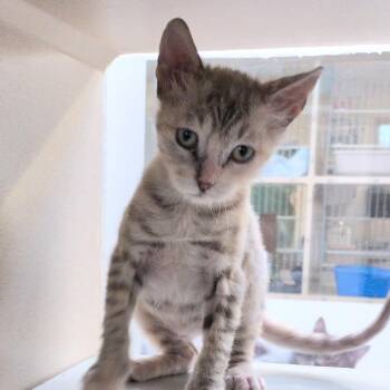 Coppertone -  Domestic Short Hair Cat for Adoption in Reno, Nevada - Coppertone | PetCurious