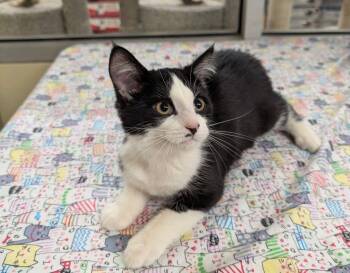 Domestic Short Hair Cats Available for Adoption in Lake Orion, Michigan - Persephone | PetCurious