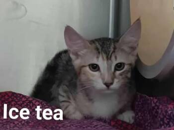 Rescue Domestic Short Hair Cats for Adoption in Pahrump, Nevada - Ice Tea | PetCurious