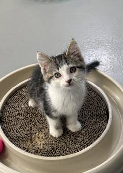 American Shorthair Cats Available for Adoption in Big Rapids, Michigan - Oscar | PetCurious