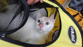 BULBASAUR -  Domestic Short Hair Cat for Adoption in Albuquerque, New Mexico - BULBASAUR | PetCurious