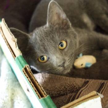 Guinivere -  Domestic Short Hair Cat for Adoption in Santa Rosa, California - Guinivere | PetCurious