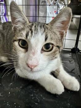 Rescue Domestic Short Hair Cats for Adoption in Fort Worth, Texas - Jack Frost | PetCurious