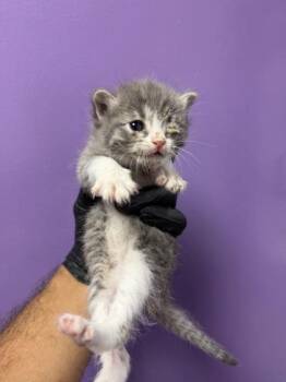 Domestic Short Hair Cats Available for Adoption in El Paso, Texas - 60870582 | PetCurious