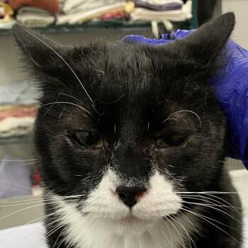 Tuxedo Mask -  Domestic Short Hair Cat for Adoption in Las Cruces, New Mexico - Tuxedo Mask | PetCurious