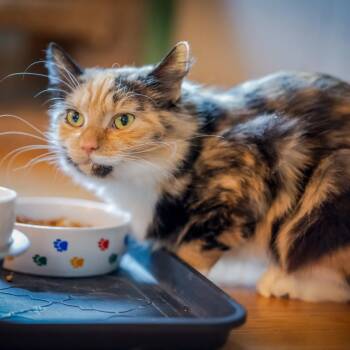 Rescue Domestic Short Hair Cats for Adoption in Hanson, Massachusetts - Apple Pie (needs To Be Only Pet!) | PetCurious