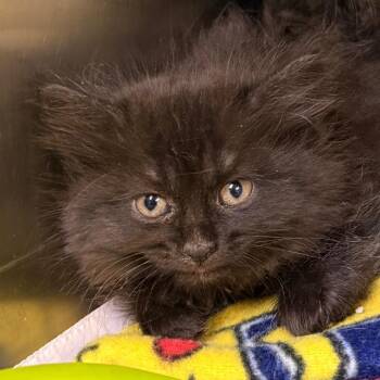 Domestic Long Hair Cats Available for Adoption in Jacksonville, Arkansas - JASH-Stray-9997 | PetCurious